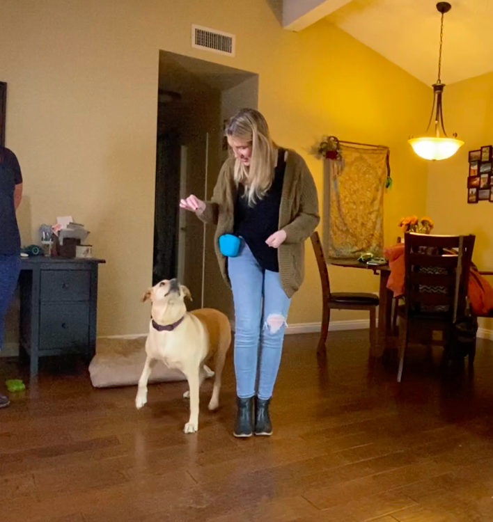 smart dog