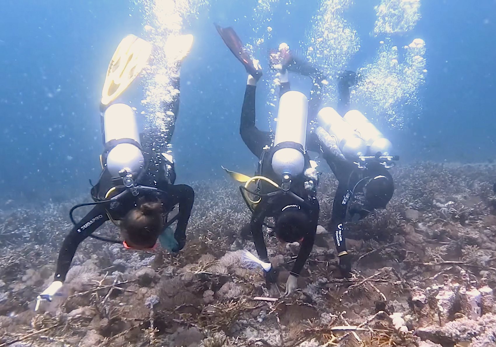 Padang Bai-Bali-Livingseas-Korallenschutzprogramm-coral conservation - coral restoration - marrs reef star -