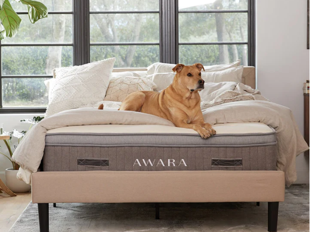 awara mattress dog