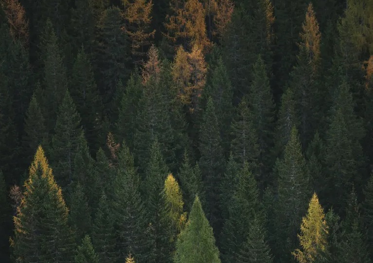 good for the planet mattress tree