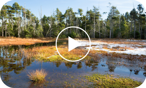 Rejvíz Velké Mechové jezírko