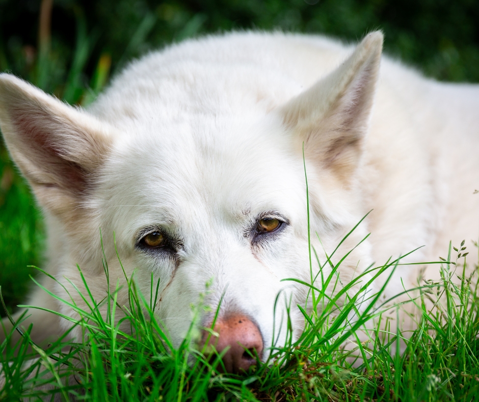 The Natural Dog Training Academy