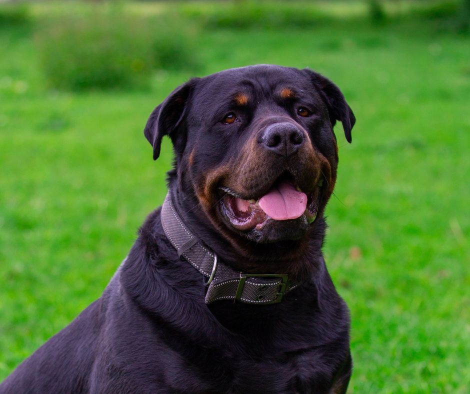 The Natural Dog Training Academy