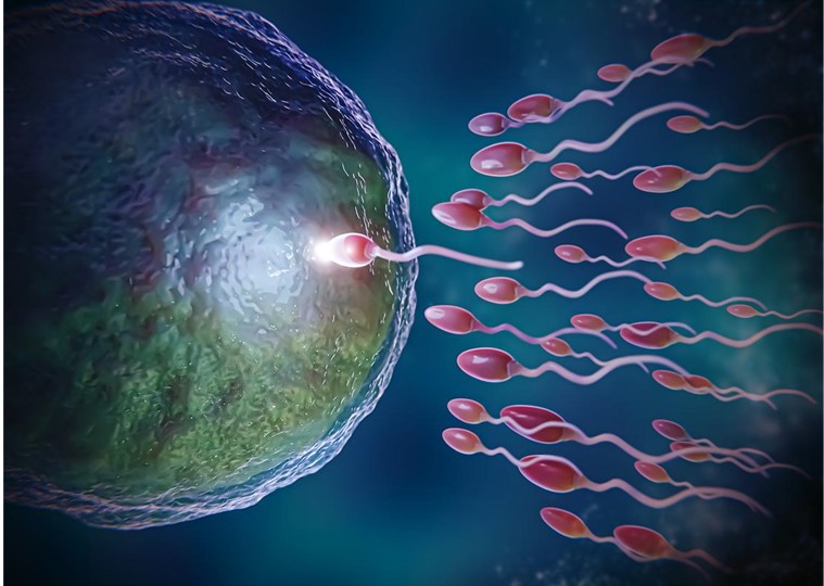 Image of a wonderfully big healthy and receptive egg cell just about to be fertilized by a sperm.