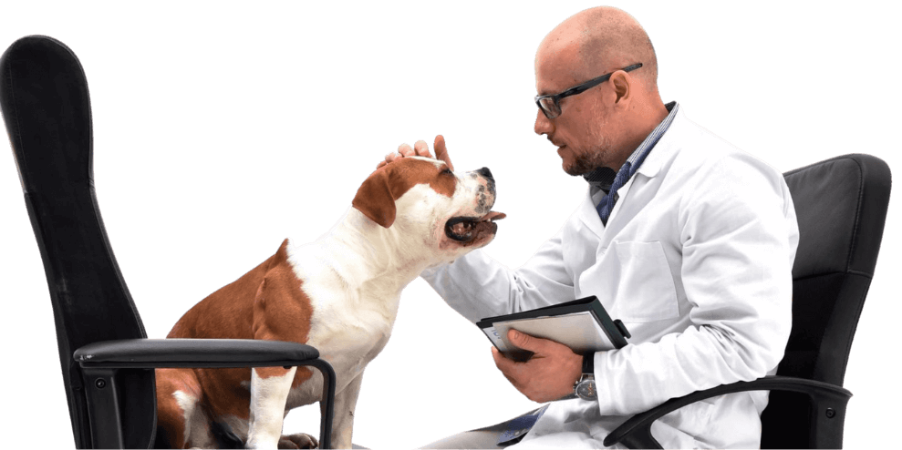 Diego Rendini veterinario comportamentalista