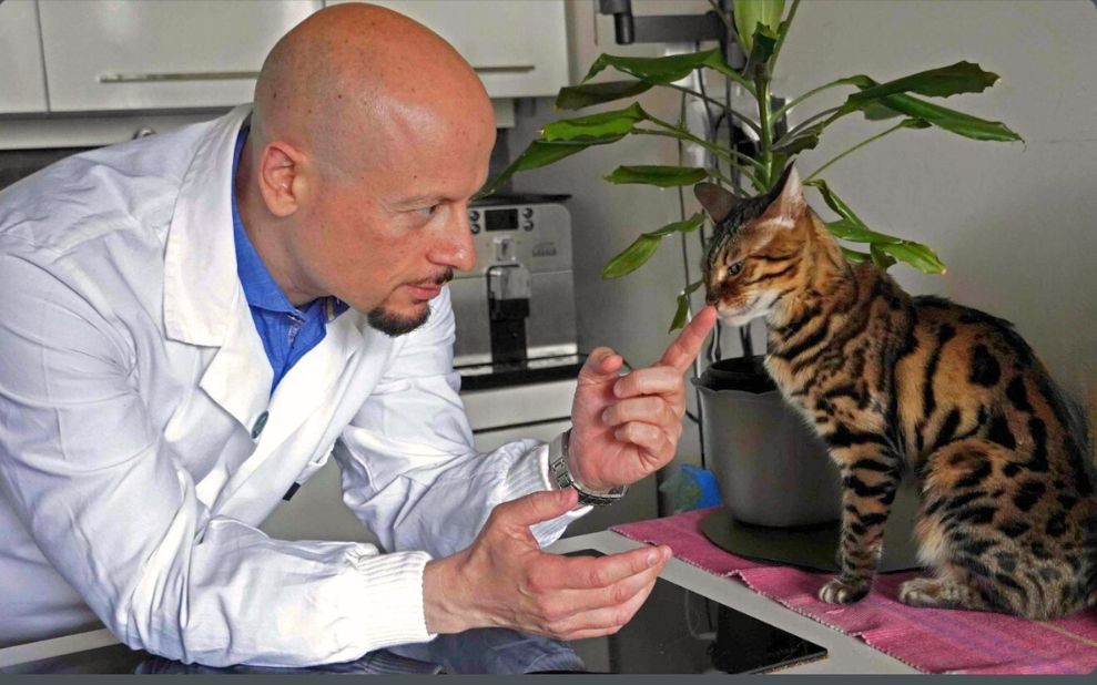 Comportamentalista gatto