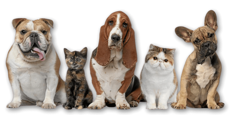 Disturbi comportamentali cane, dott. Diego Rendini