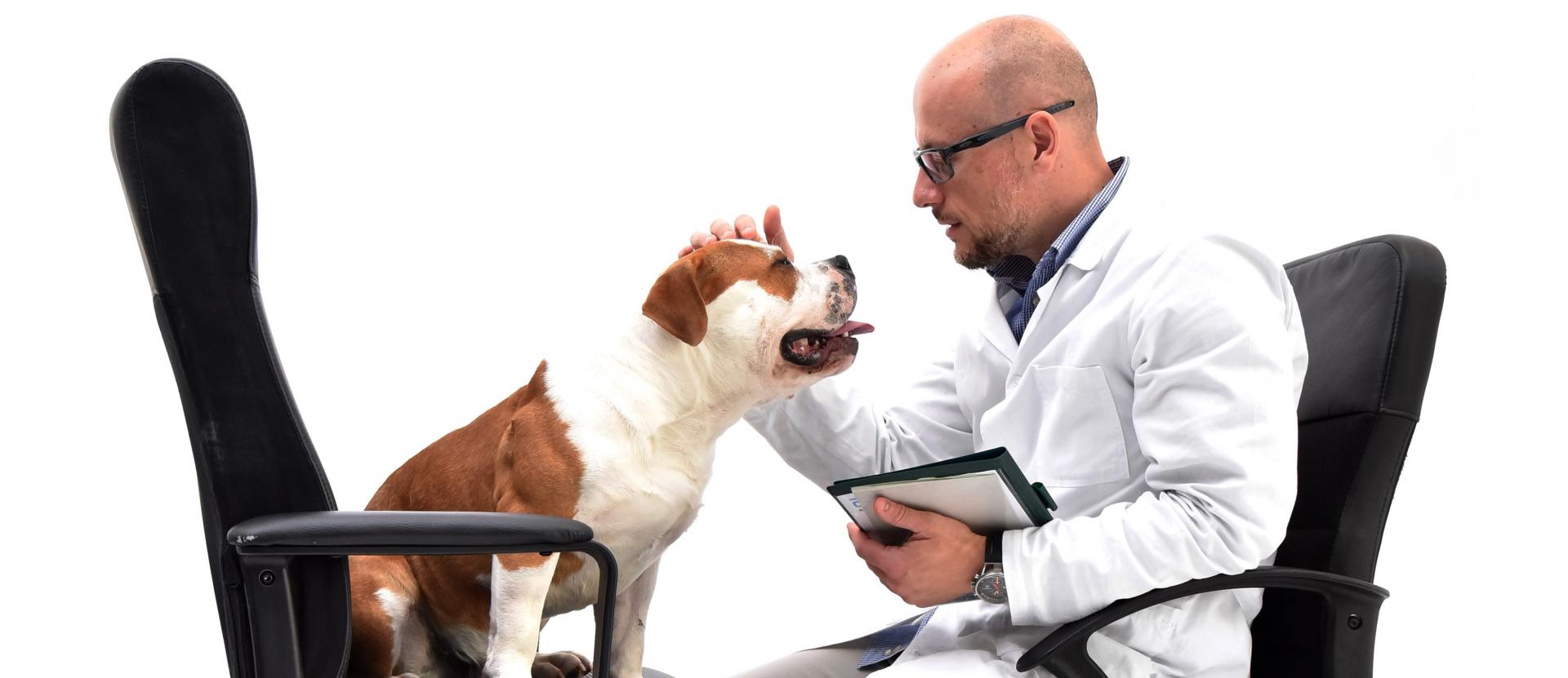 Dott. Diego Rendini, medico veterinario comportamentalista