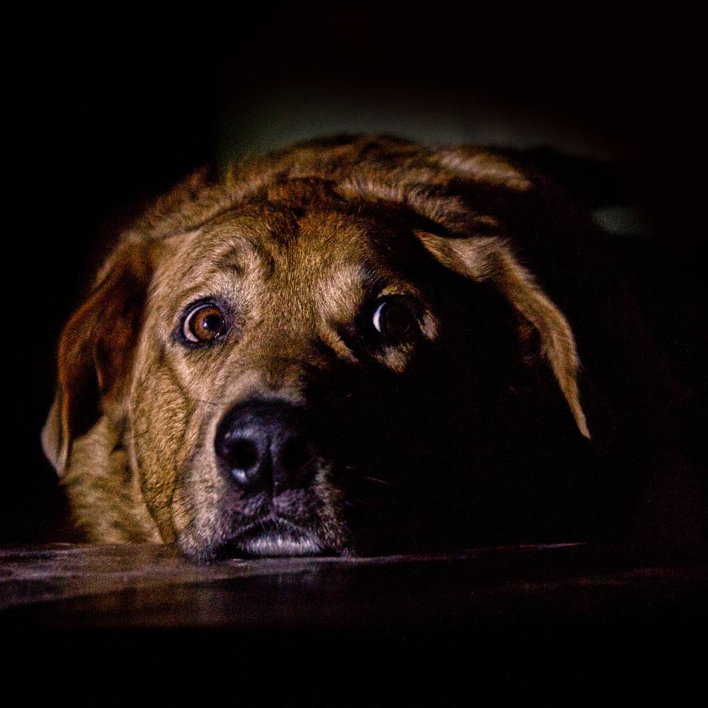 Cane ansia da separazione comportamentalista Rendini