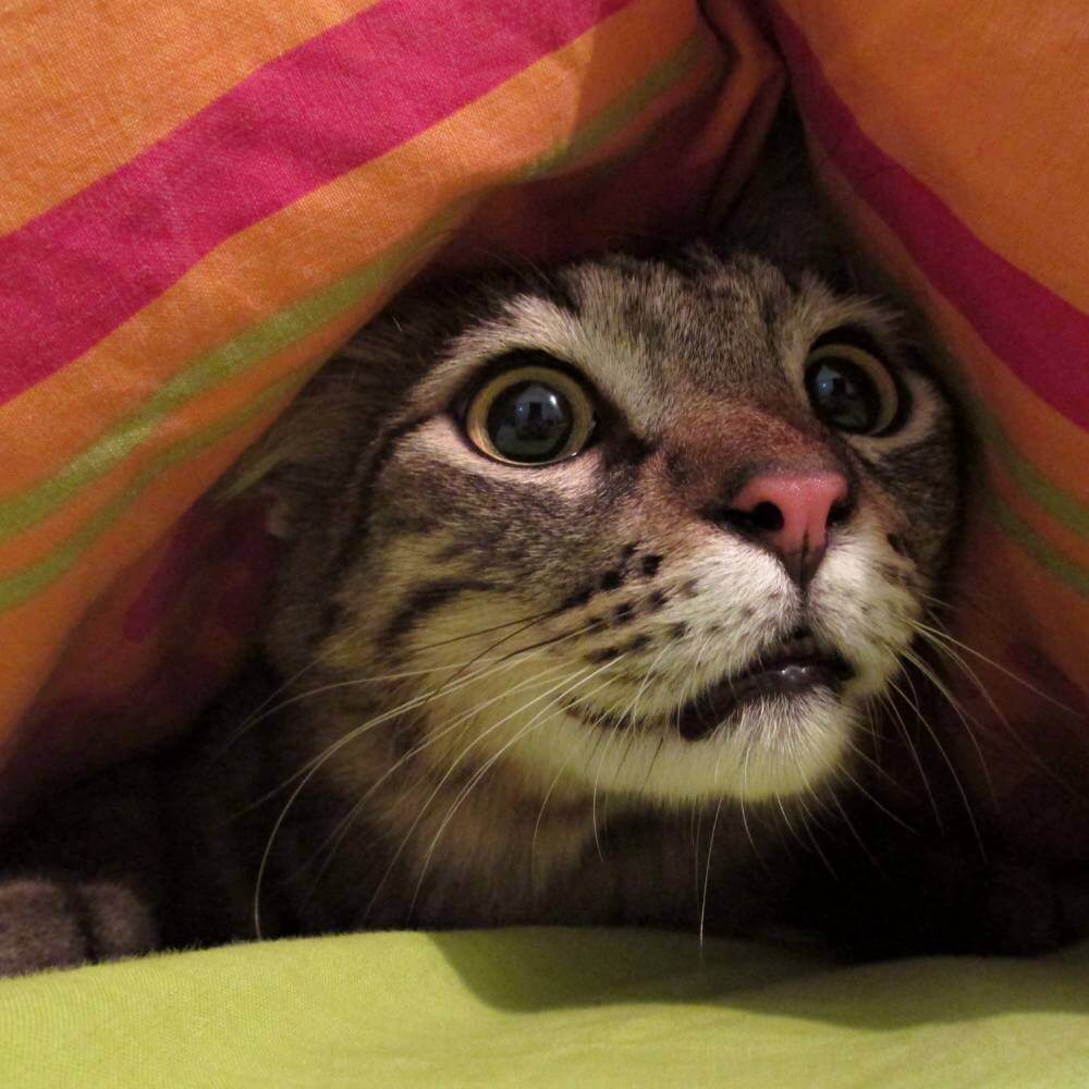 Gatto comportamentalista Rendini