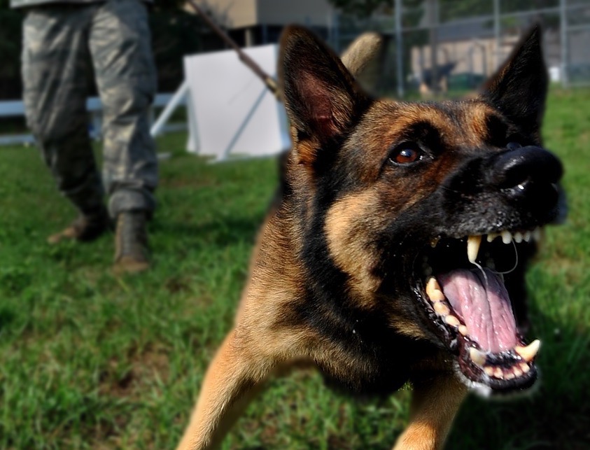 Cane aggressivo tira al guinzaglio