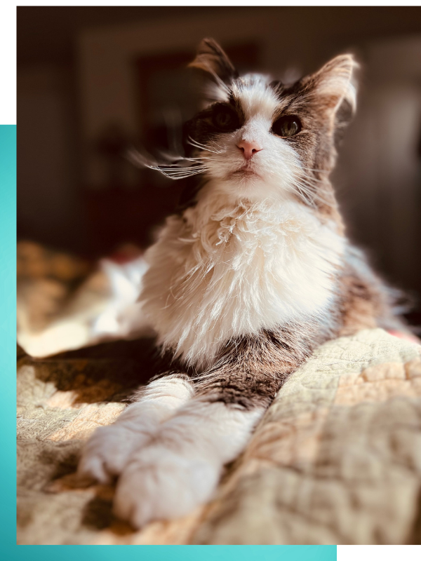 Lisa's cat looking handsome