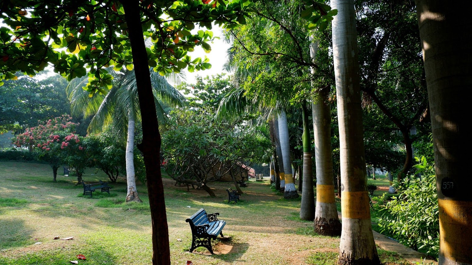 Park in nature, illustrating peace and healing