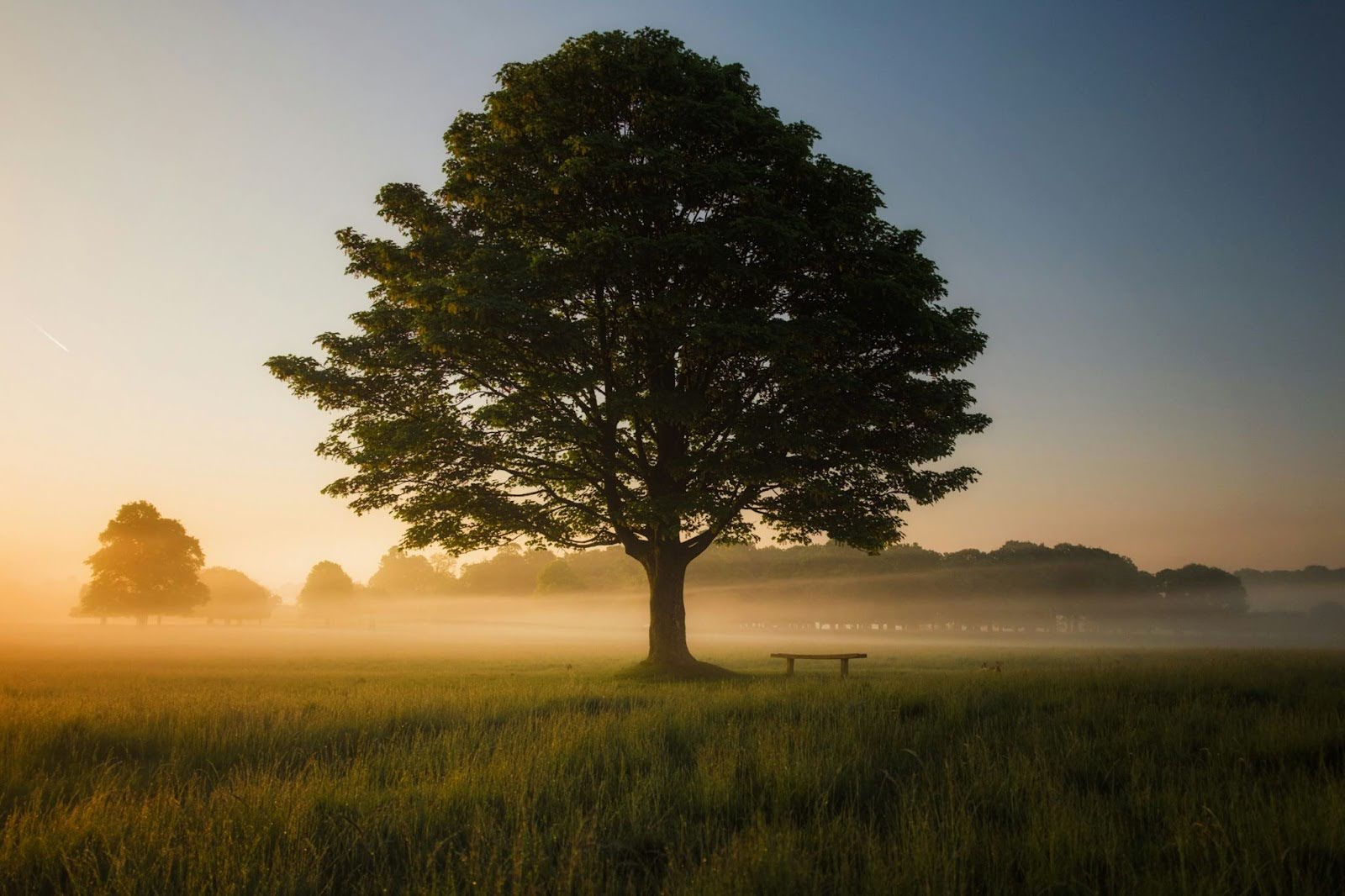 Big tree with bench, depicting tranquility in nature  during the process of self-listening.