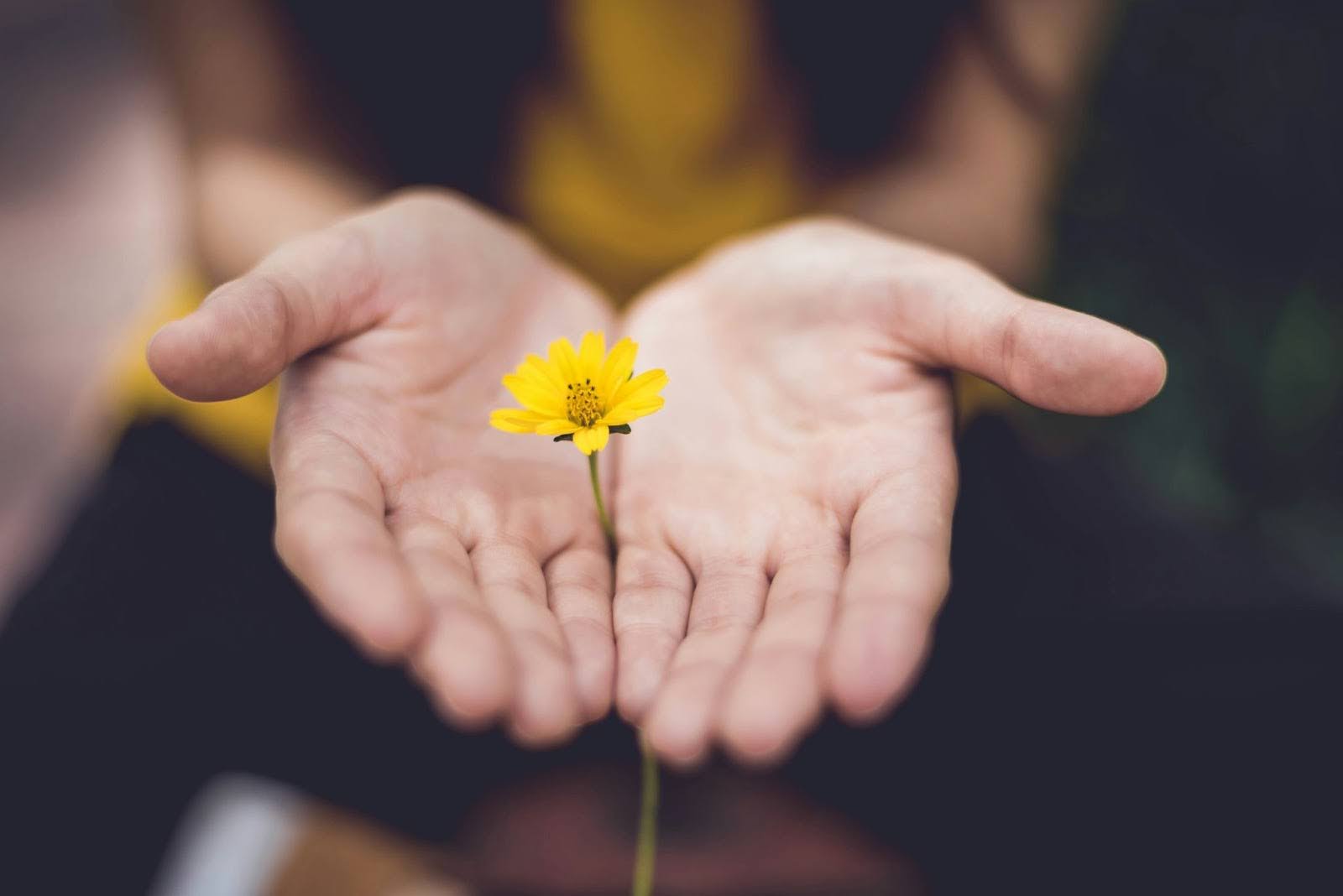 Hands hold yellow flower, symbolizing inner wisdom  and intuition