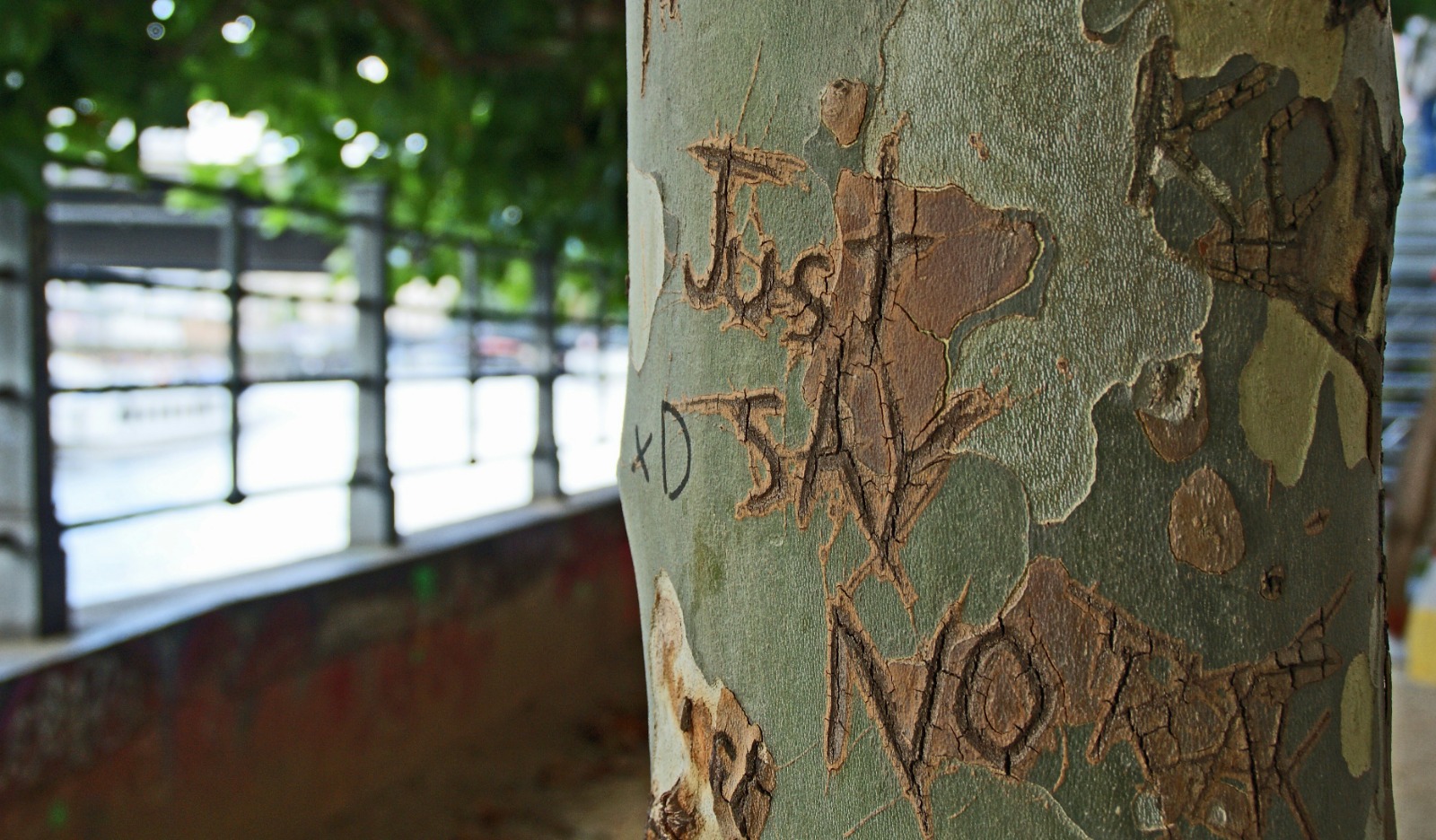Tree with inscription, just say no, Reclaiming Your Authentic Self