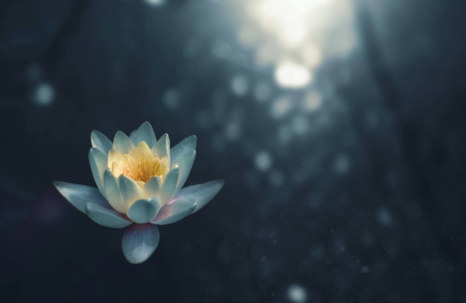 Lotus flower, illustrating meditation and mindfulness benefits