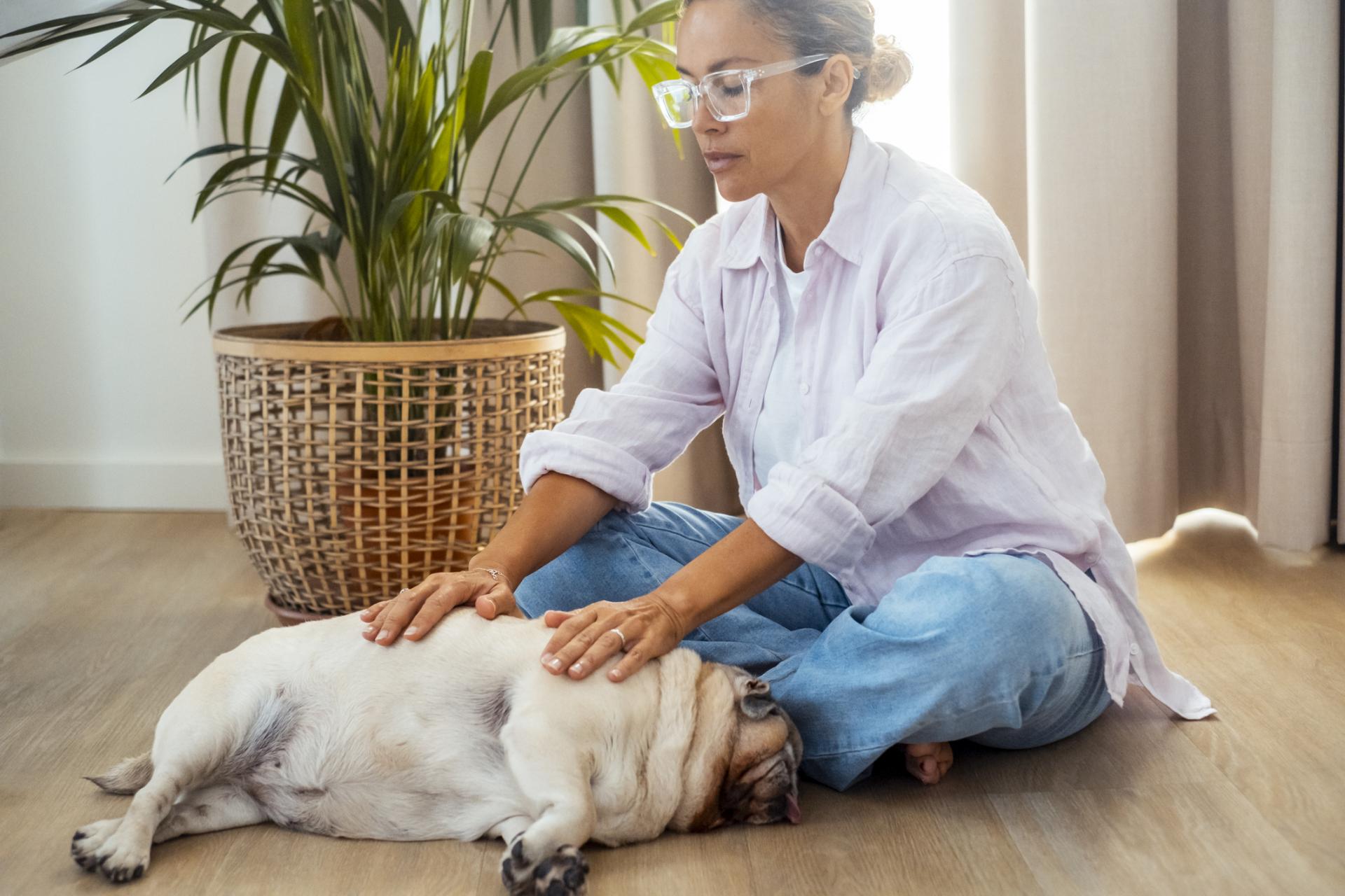 reiki dog
