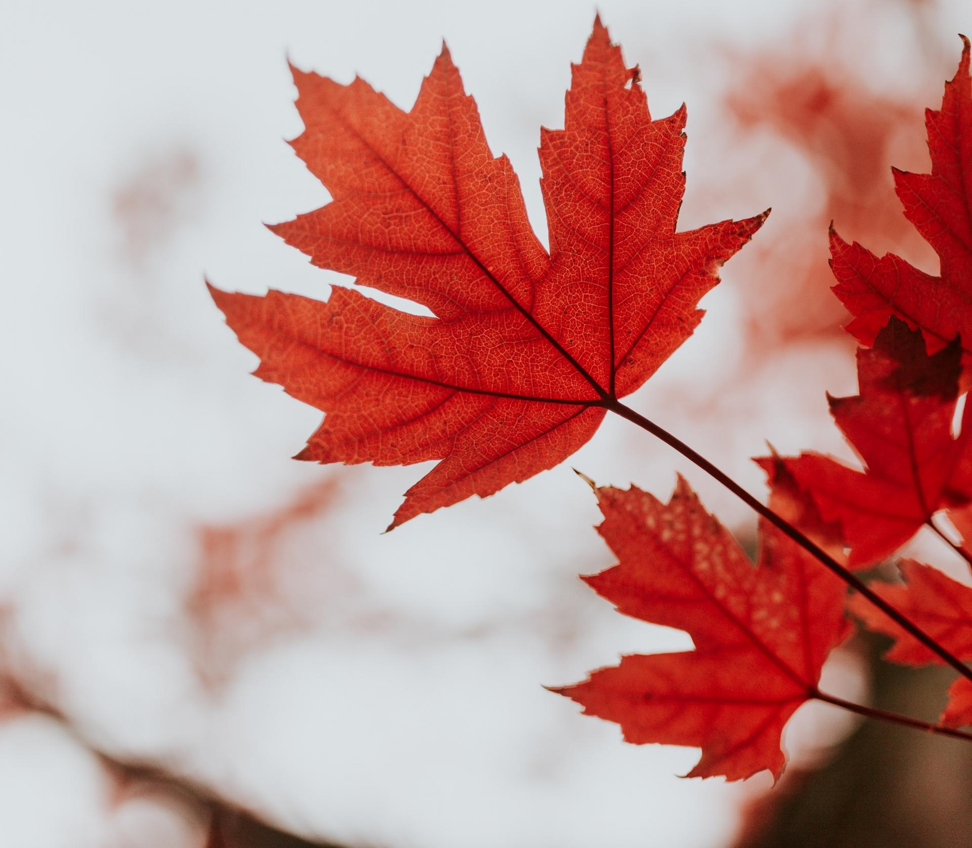 cole-keister-rydTSO7xB5A-unsplash