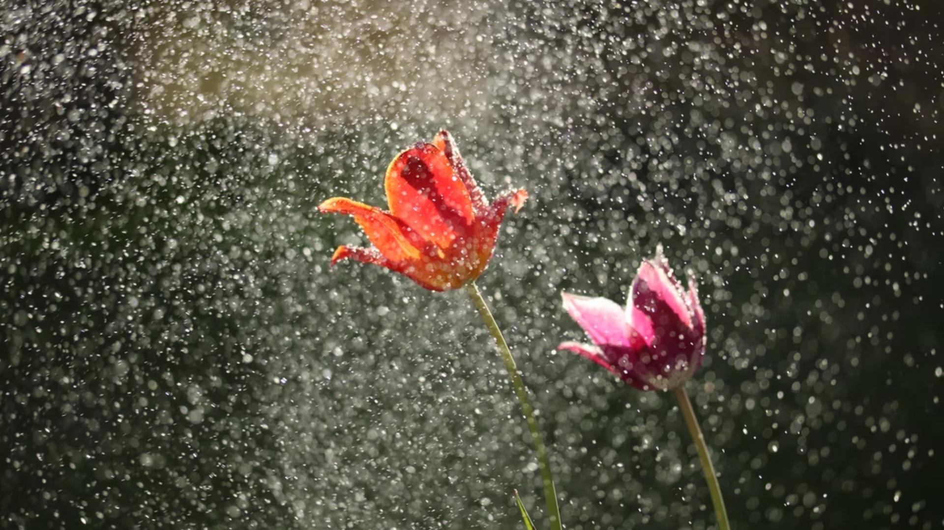 michael podger_Spring showers_unsplash