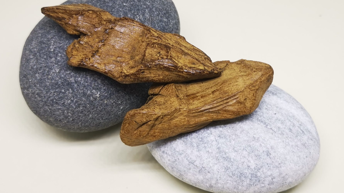 Agarwood