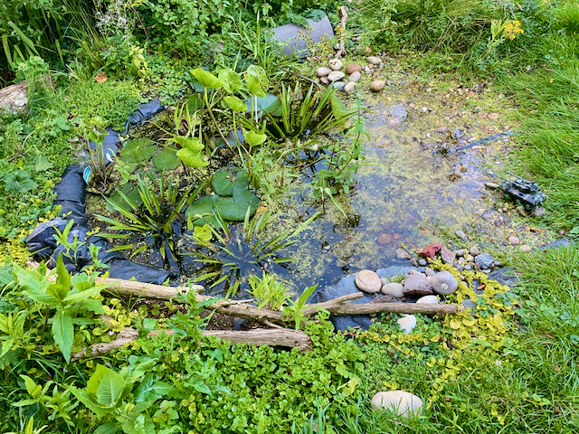 Sustainable Gardens Wildlife Pond