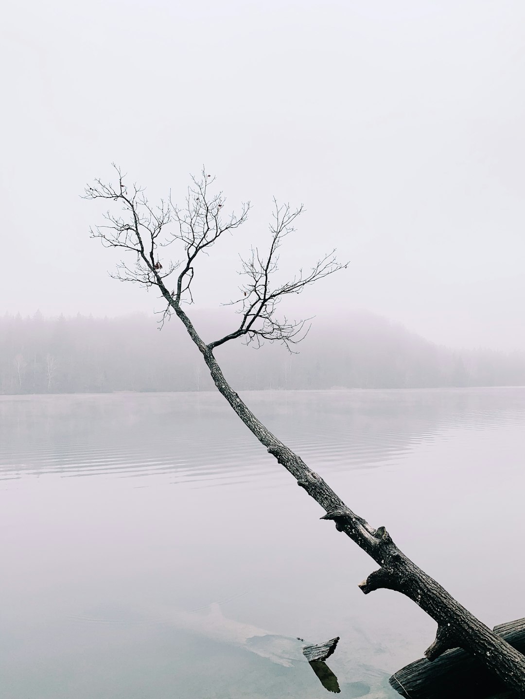 Photo by Gytis M on Unsplash