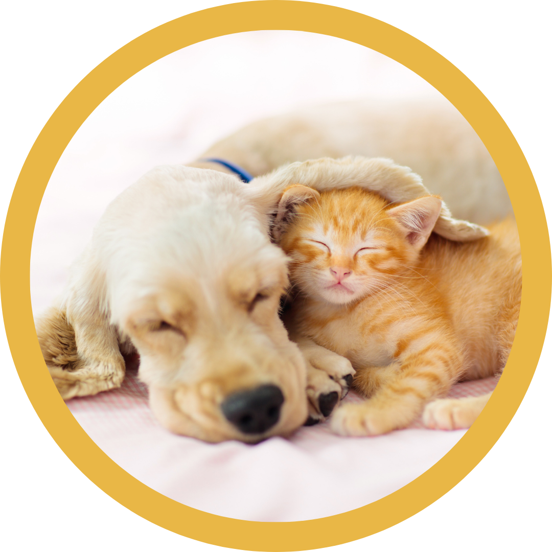 Barklingtons pet pop in home visits