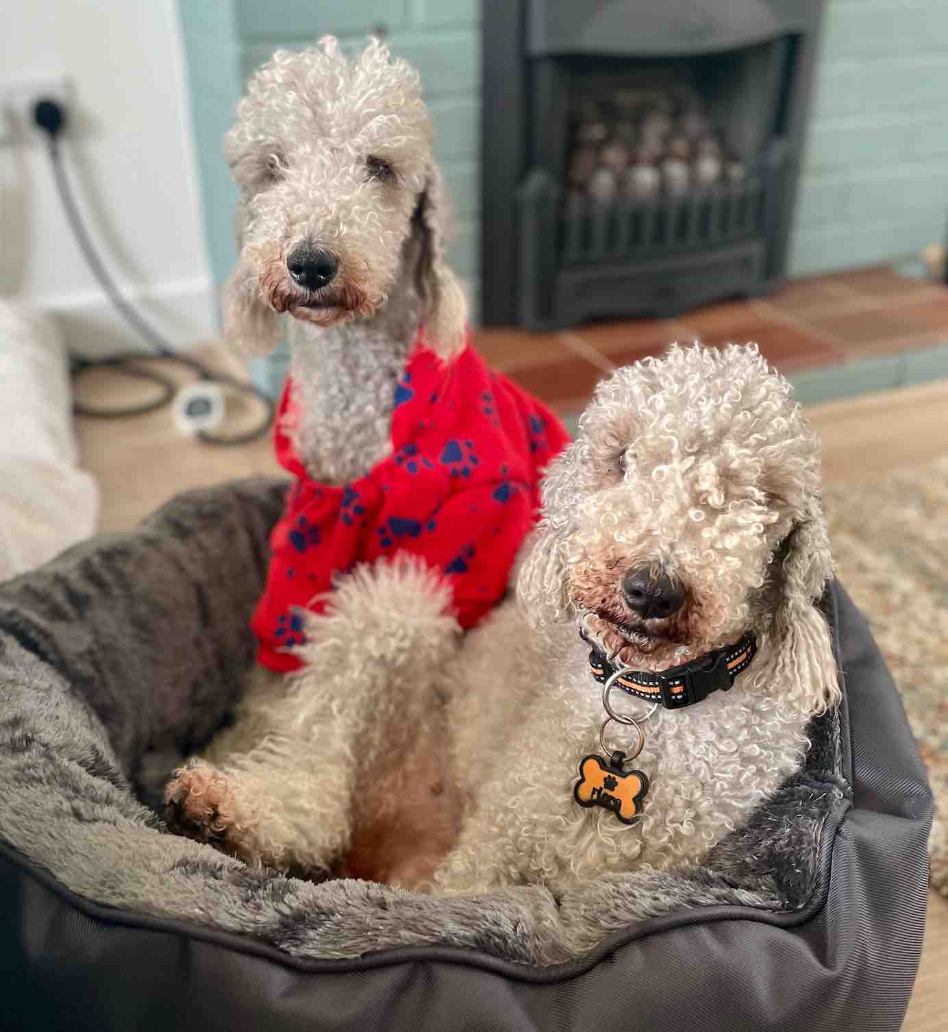 Barklingtons Pet Sitting and Dog Walking