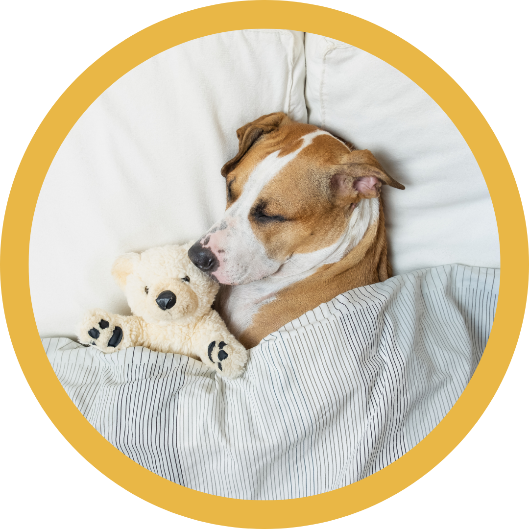 Barklingtons overnight pet sitting