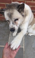 Barklingtons Dog Walking & Pet Sitting