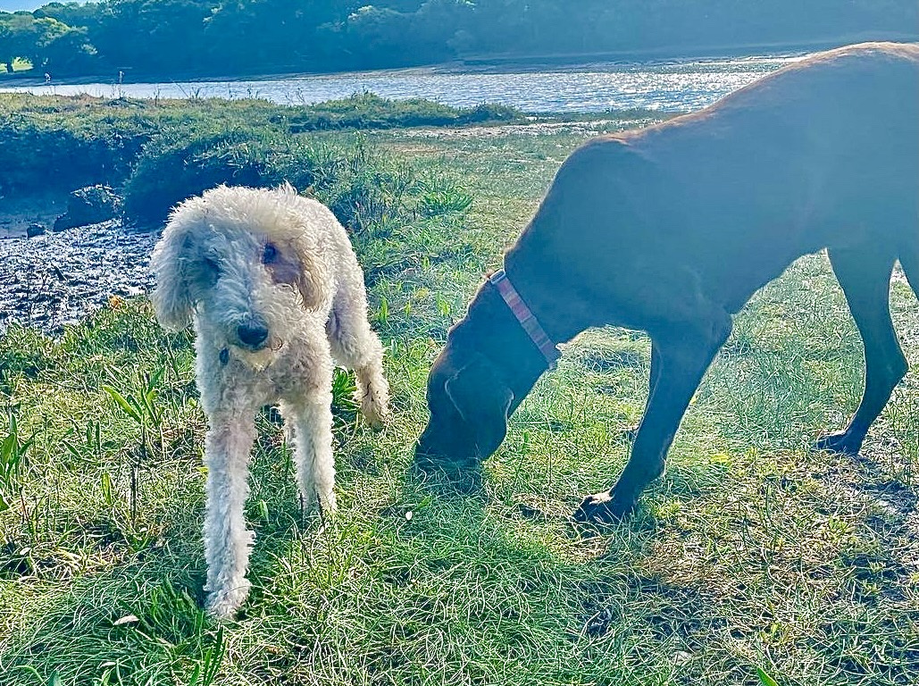 Barklingtons Dog Walking & Pet Sitting
