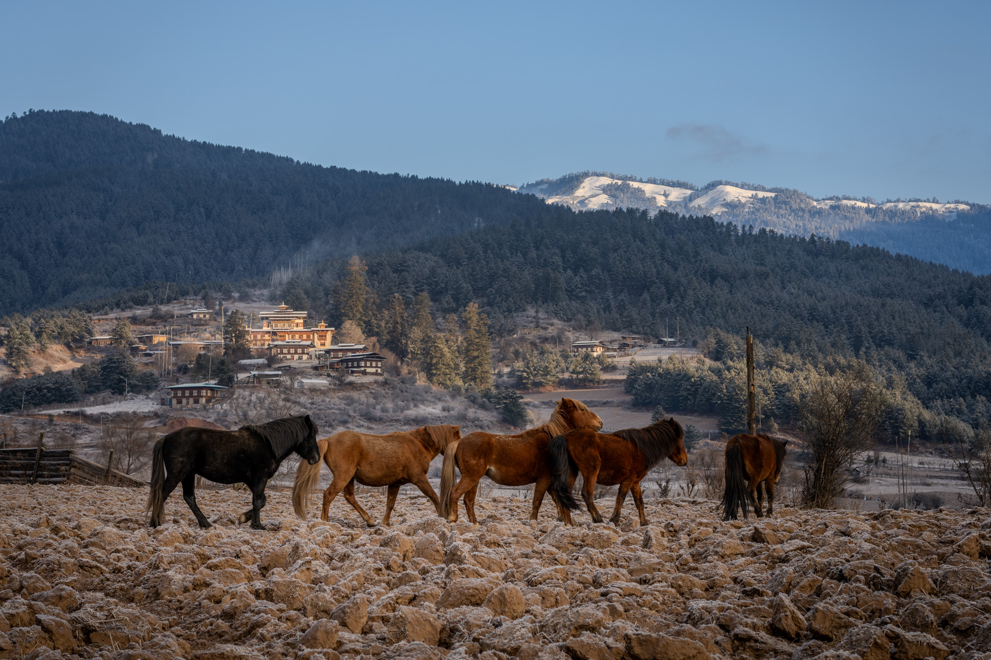 Horses grazing in a wide valley landscape in Bhutan - Raw Tours photo tour scenery.
