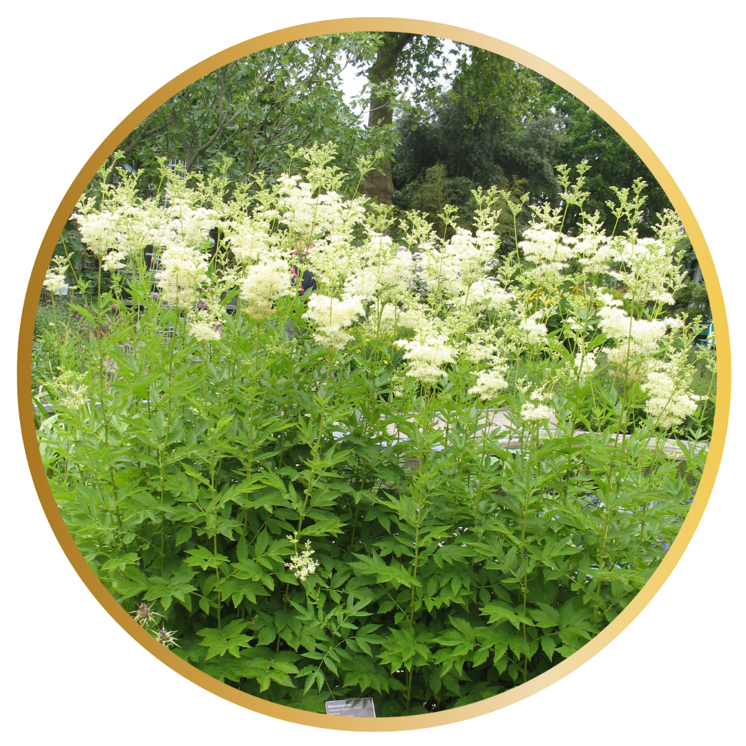 Meadowsweet