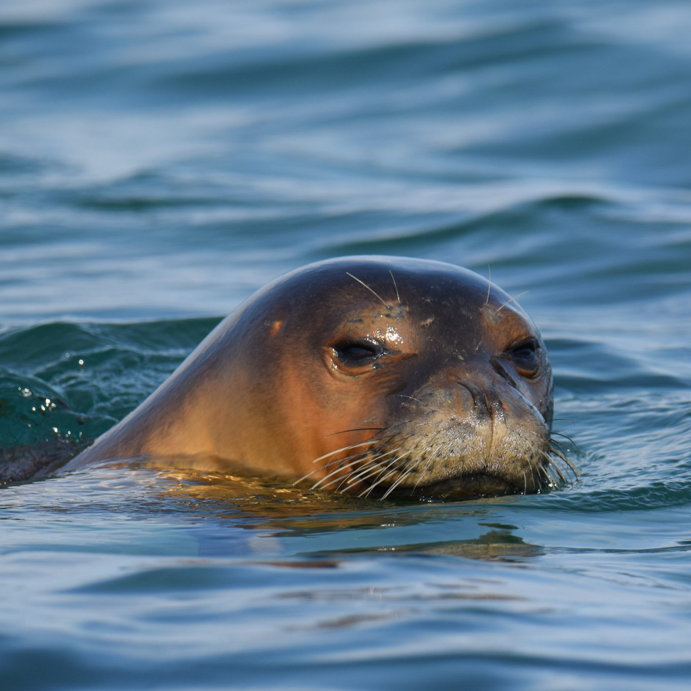 Monk Seal Greece