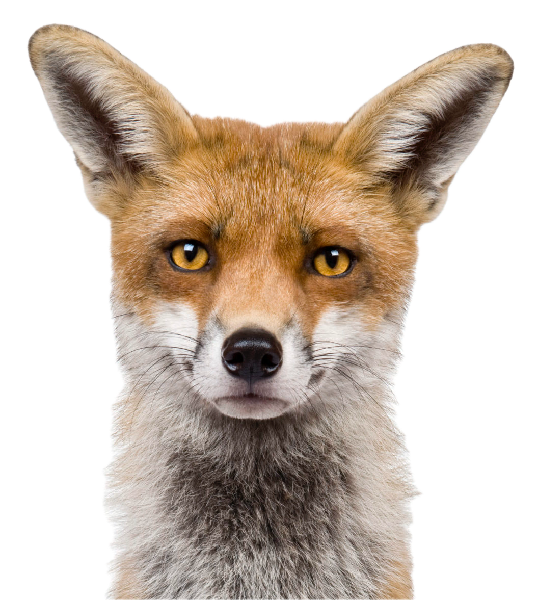 A fox on a white background.