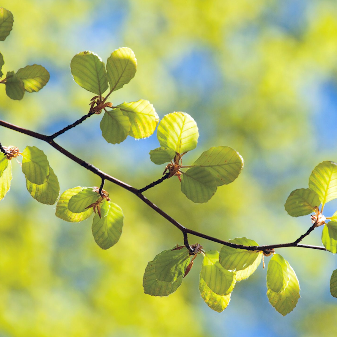 yoga med mette, ayurveda te, ayurveda vinter te, kapha te, vata te, opskrift vata, opskrift kapha